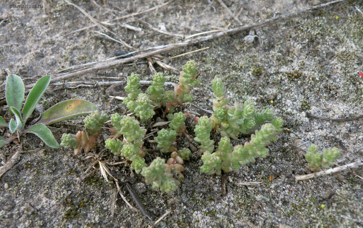 Изображение особи Sedum acre.