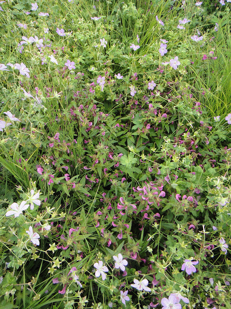 Image of Pedicularis resupinata specimen.