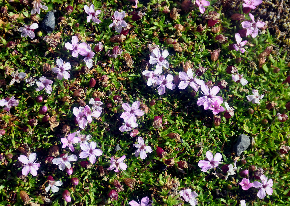 Image of Silene acaulis specimen.