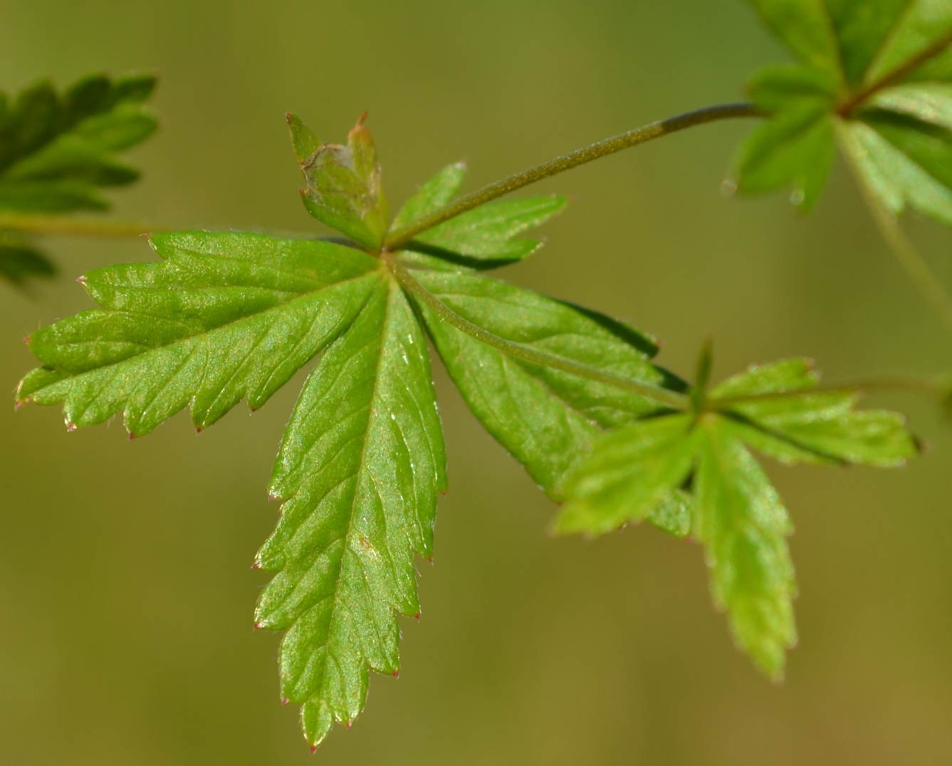 Image of Potentilla erecta specimen.