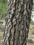 Pinus nigra. Часть ствола. Испания, Центральная Кордильера, национальный парк Сьерра-де-Гуадаррама, гора Абантос, ок. 1250 м н.у.м. Октябрь.