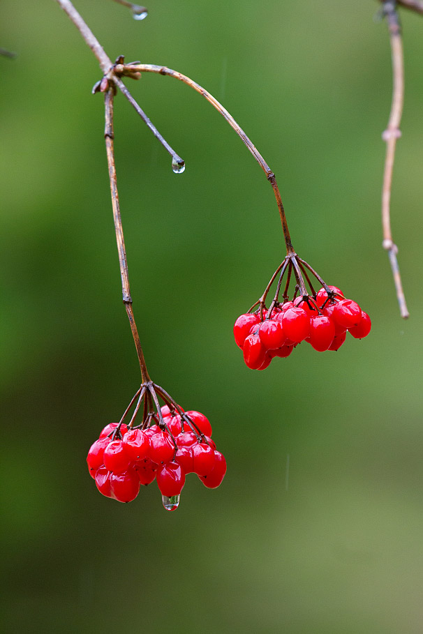 Image of Viburnum opulus specimen.