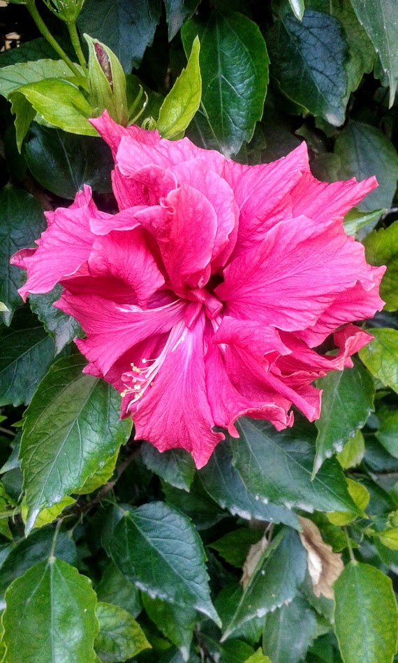 Изображение особи Hibiscus rosa-sinensis.