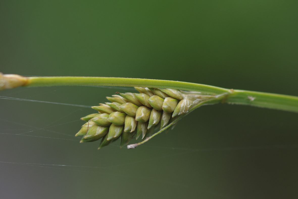 Изображение особи Carex brunnescens.