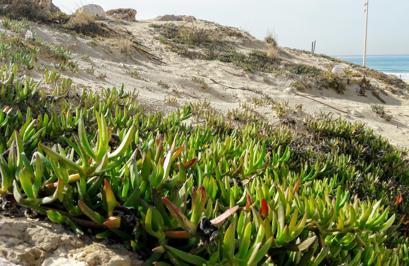 Image of genus Carpobrotus specimen.