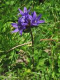 Campanula elliptica. Цветущее растение. Украина, Закарпатская обл., Раховский р-н, хребет Черногора, 1600-1700 м н.у.м. 16 июля 2007 г.