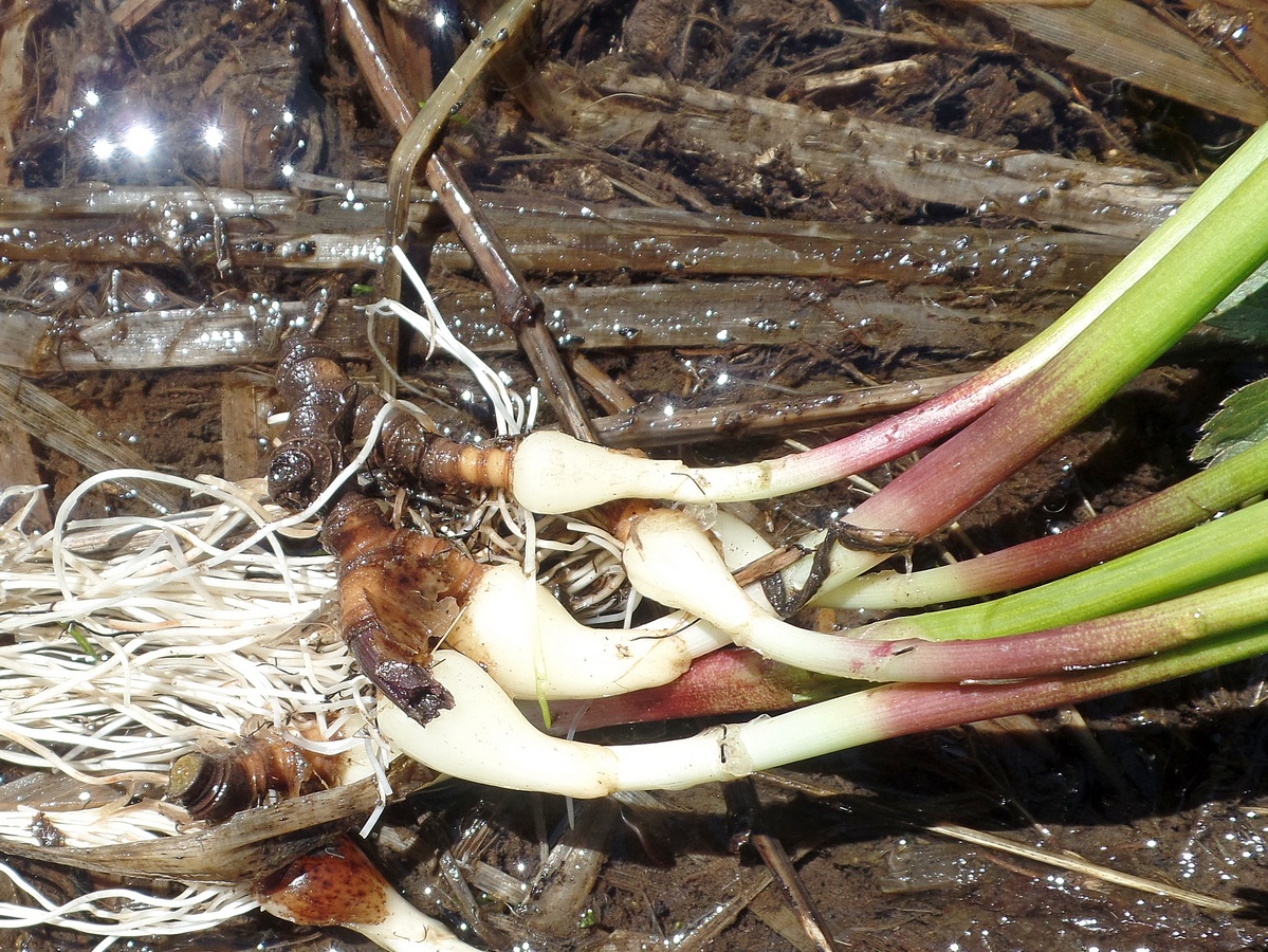 Image of Allium ledebourianum specimen.