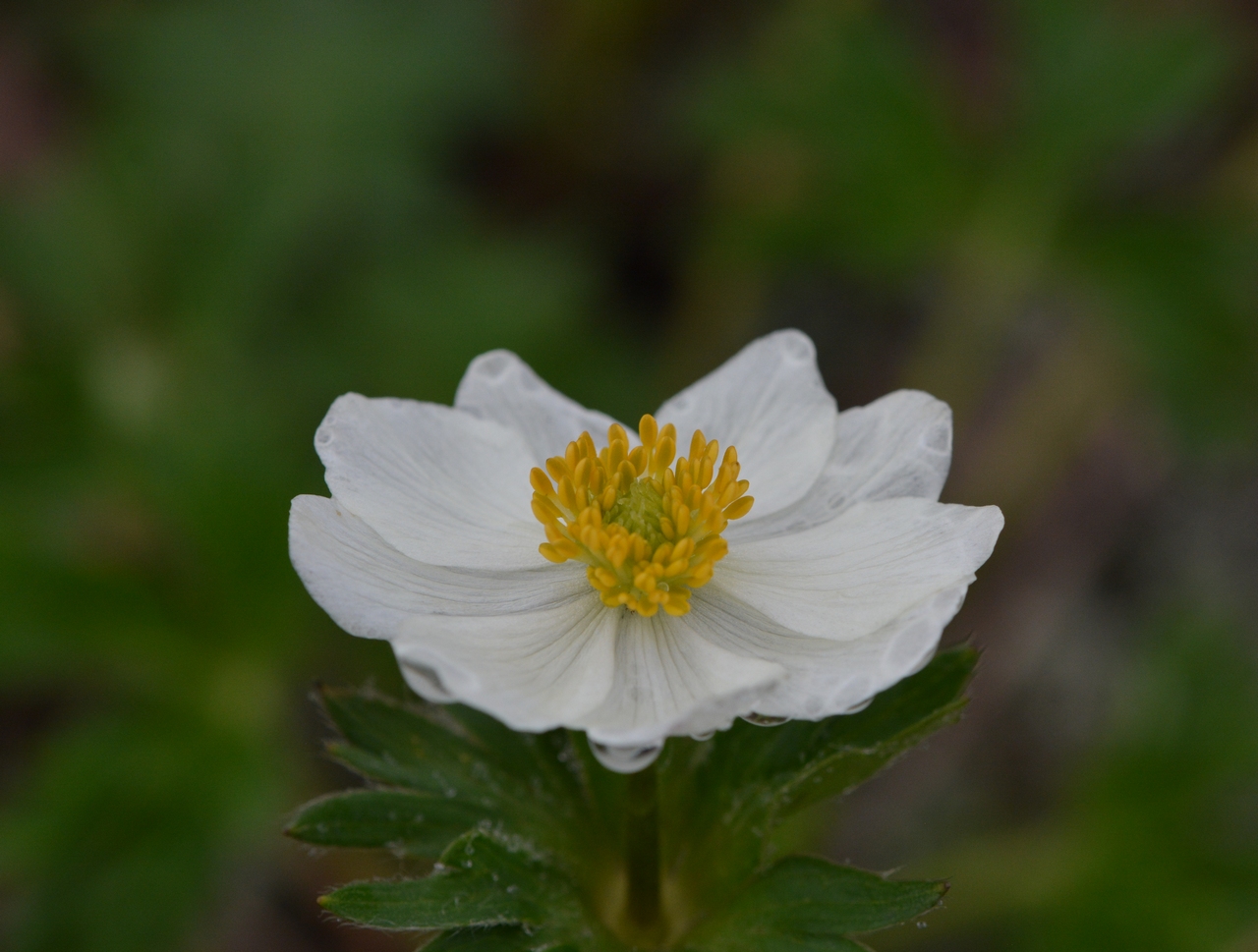 Изображение особи Anemonastrum sibiricum.