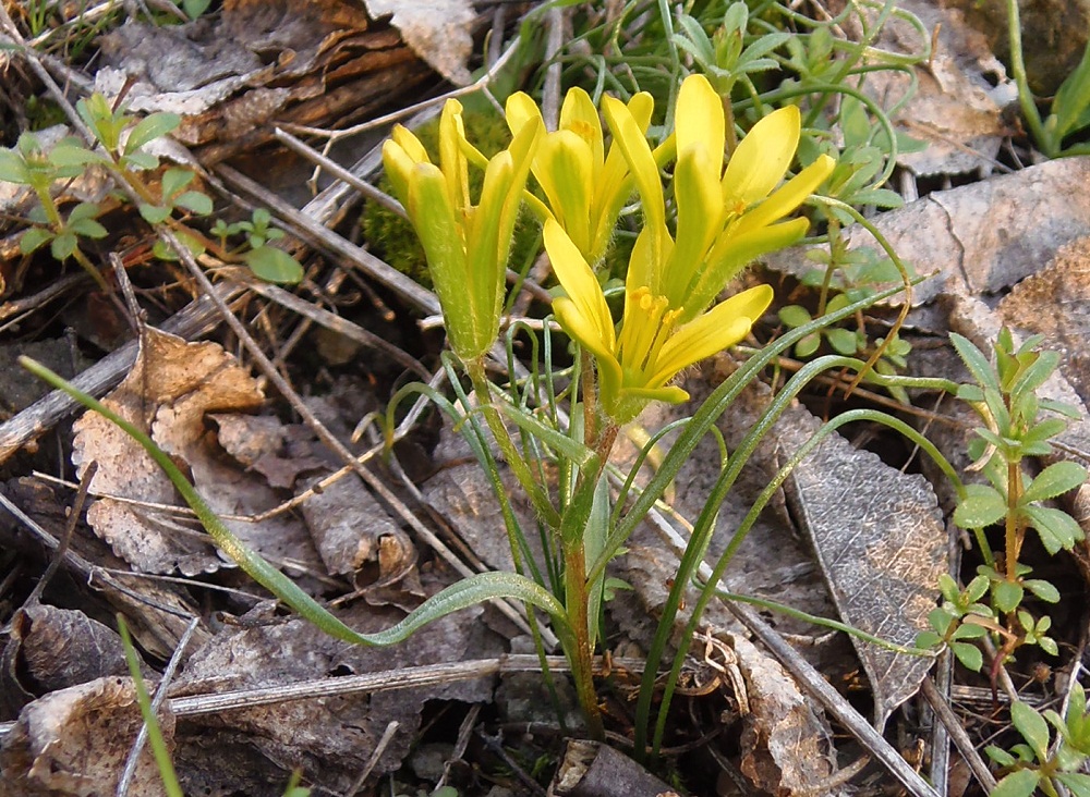 Image of Gagea bohemica specimen.