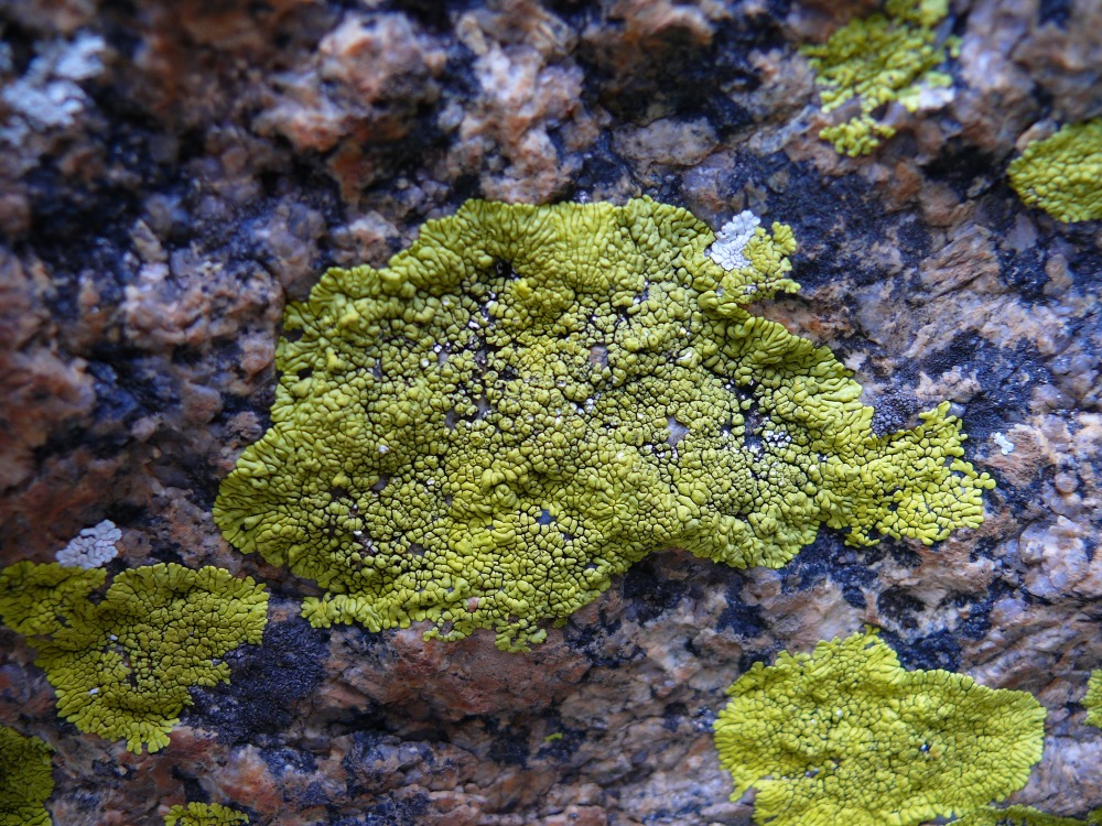 Image of genus Pleopsidium specimen.