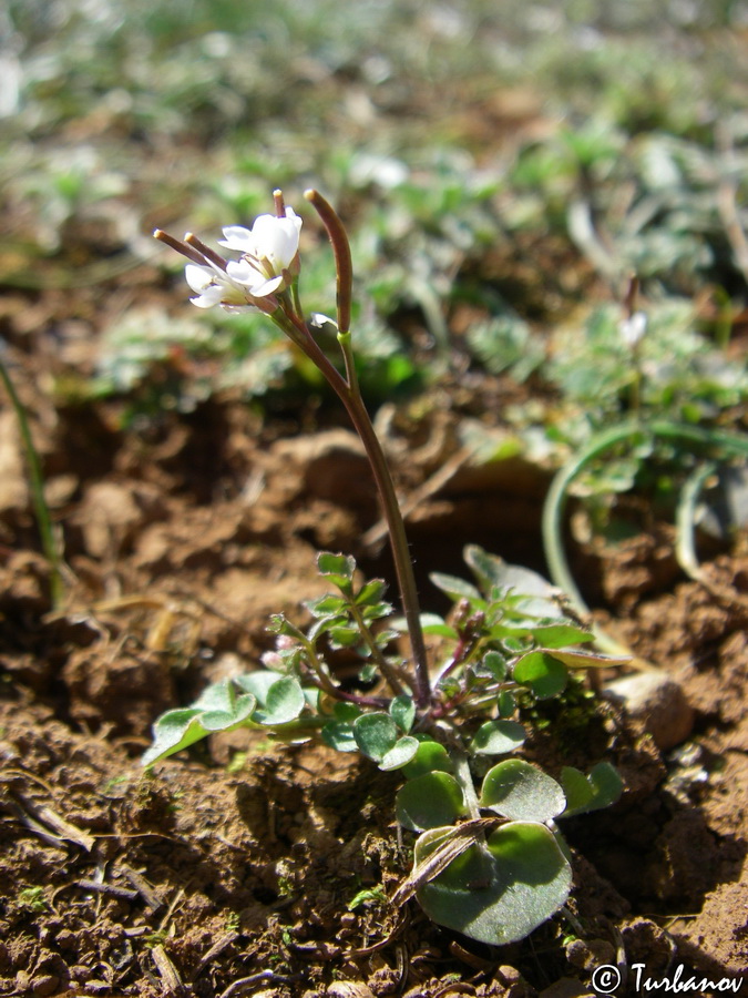 Image of Cardamine hirsuta specimen.