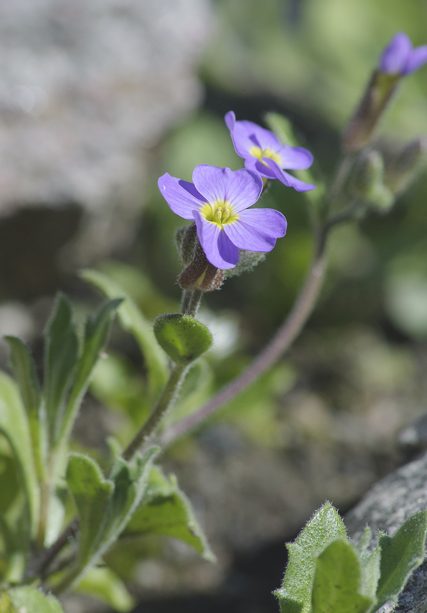 Image of Aubrieta &times; cultorum specimen.