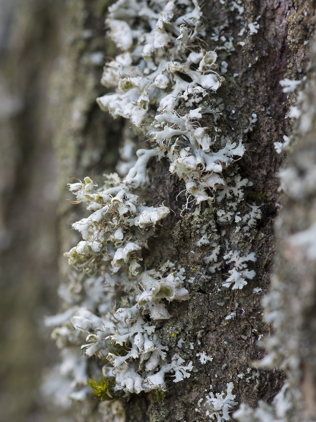 Изображение особи Physcia adscendens.