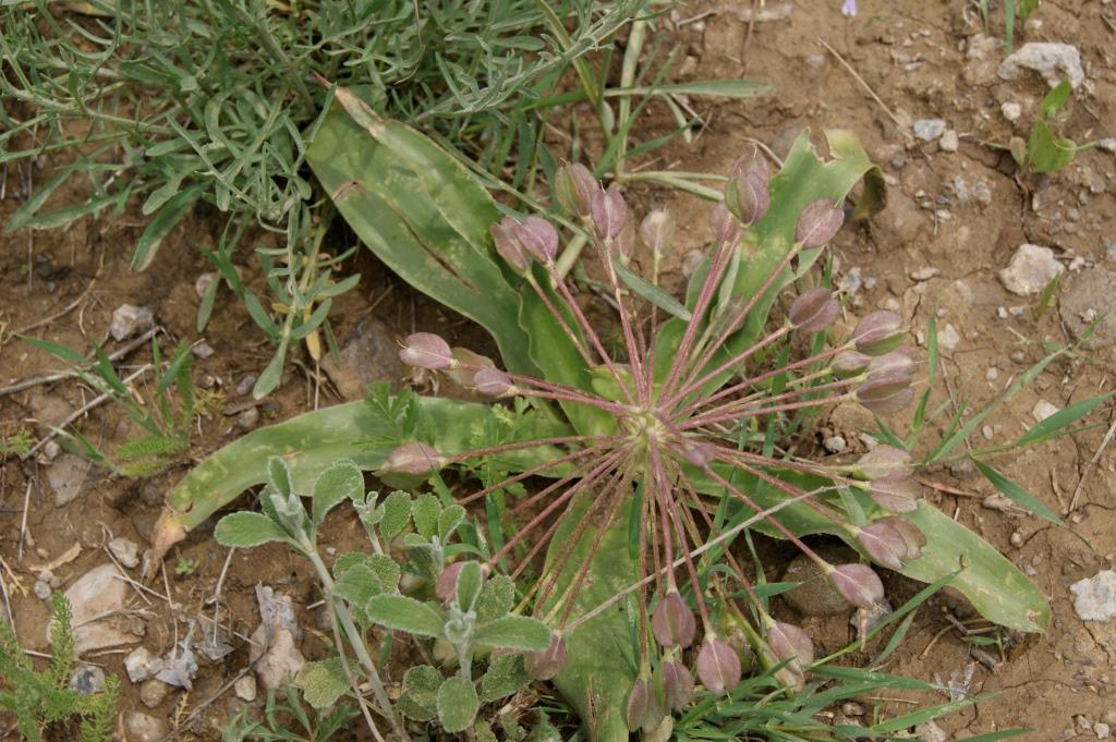 Image of Bellevalia longistyla specimen.