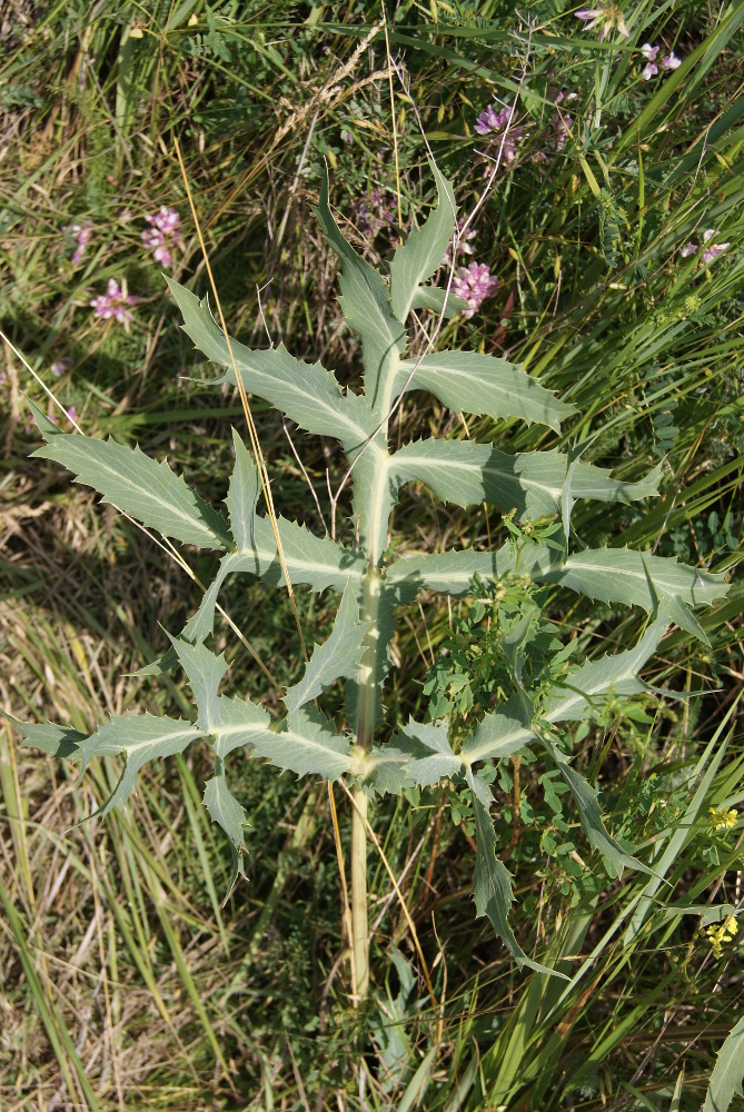 Image of Eryngium campestre specimen.