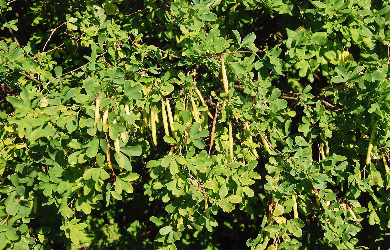 Image of Caragana frutex specimen.