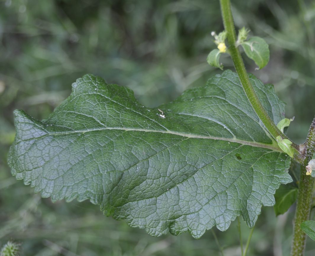 Изображение особи Verbascum glabratum.
