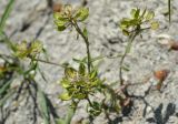 Iberis simplex. Генеративные побеги с соплодиями. Краснодарский край, окраина г. Геленджик, Толстый мыс, обнажённый участок мелового склона в балке, выходящей к обрывистому берегу. 06.06.2017.