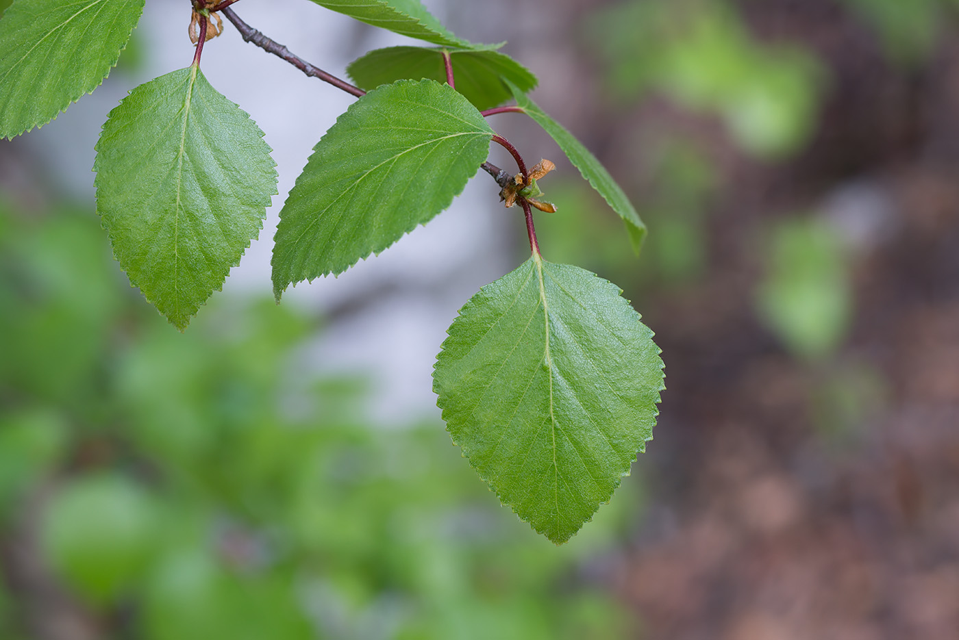 Изображение особи Betula &times; aurata.