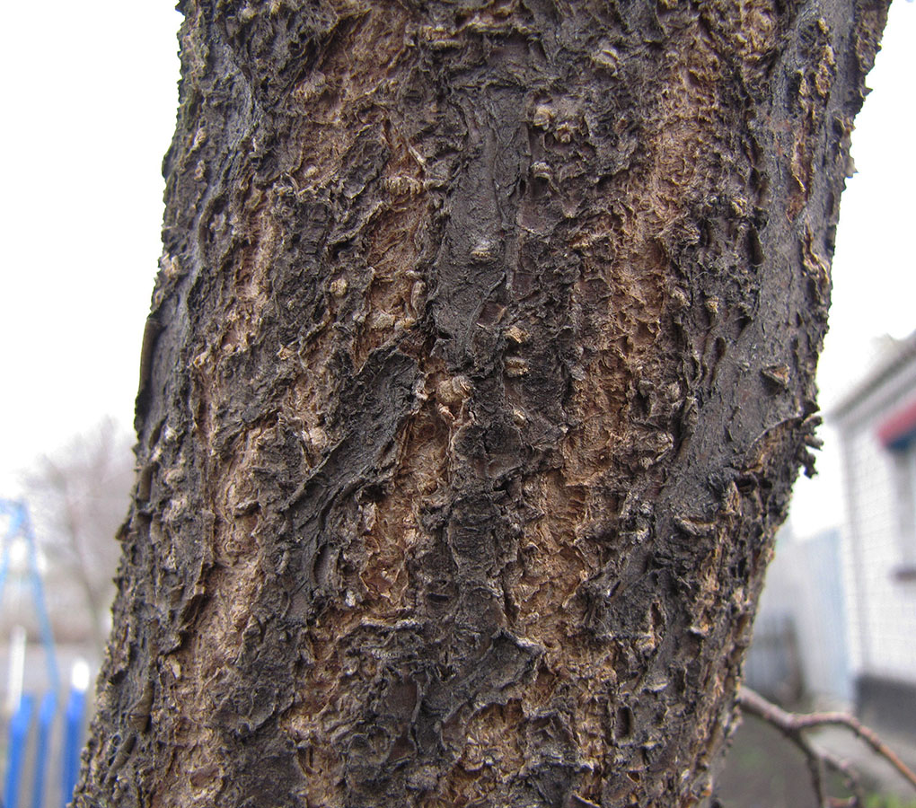 Image of Armeniaca vulgaris specimen.