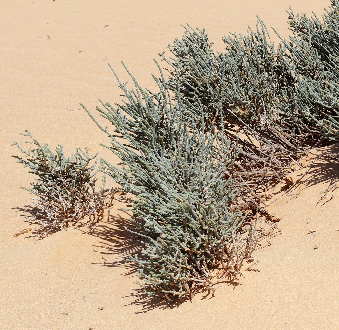 Image of Anabasis articulata specimen.