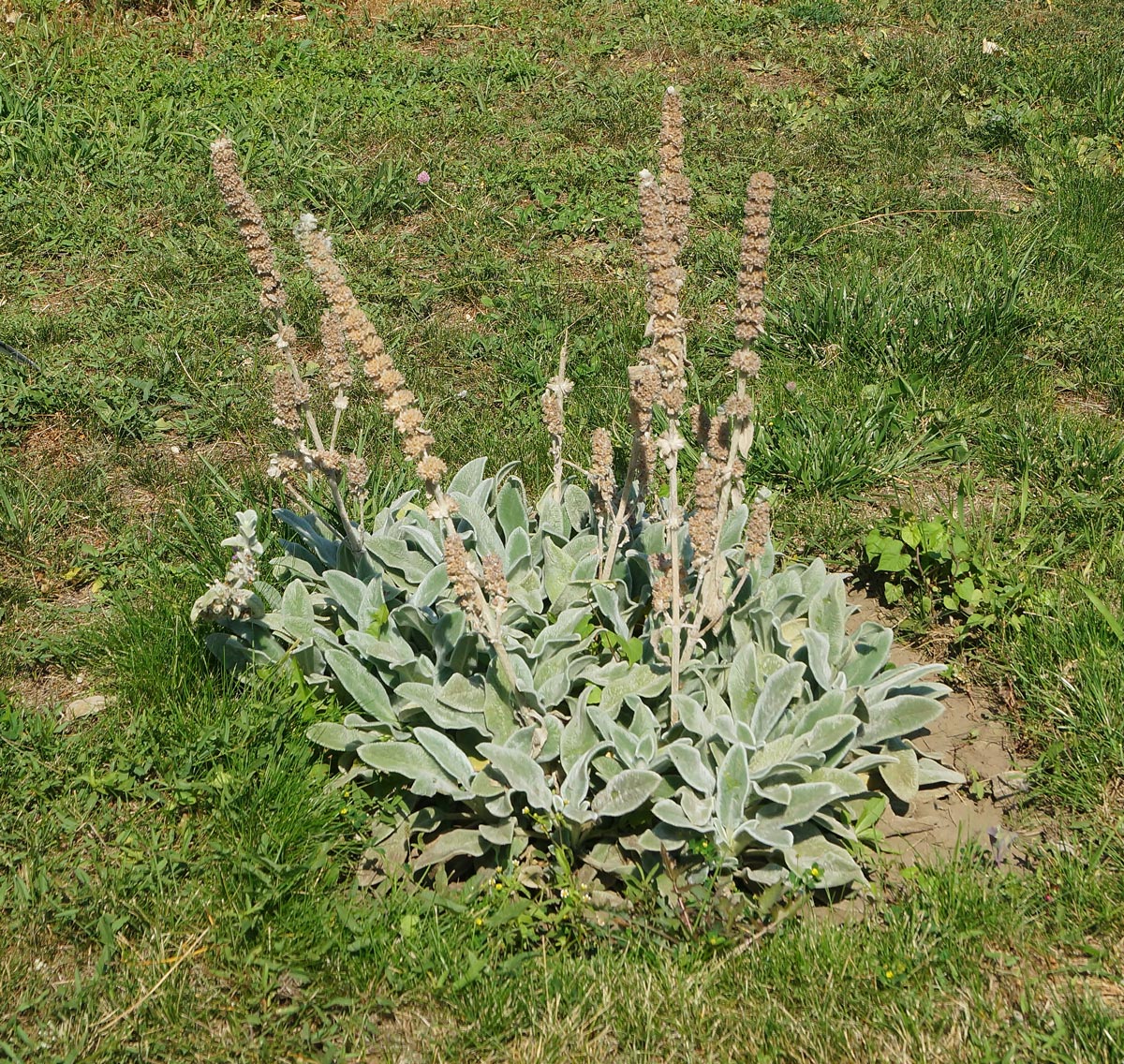 Изображение особи Stachys byzantina.