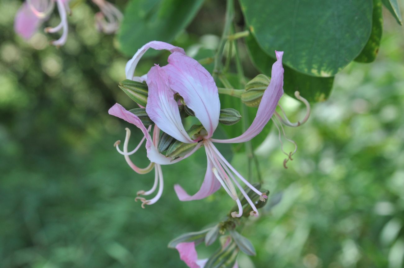 Image of genus Bauhinia specimen.