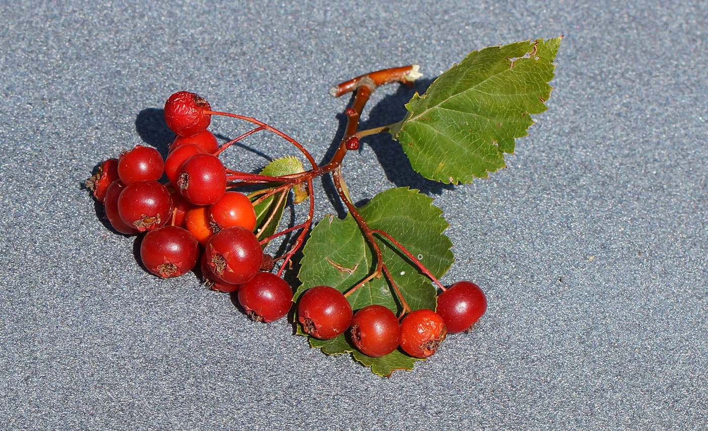 Image of Crataegus chlorocarpa specimen.