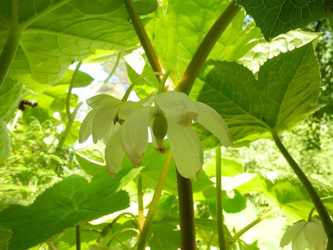 Изображение особи Dysosma tsayuensis.