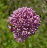 Allium ampeloprasum