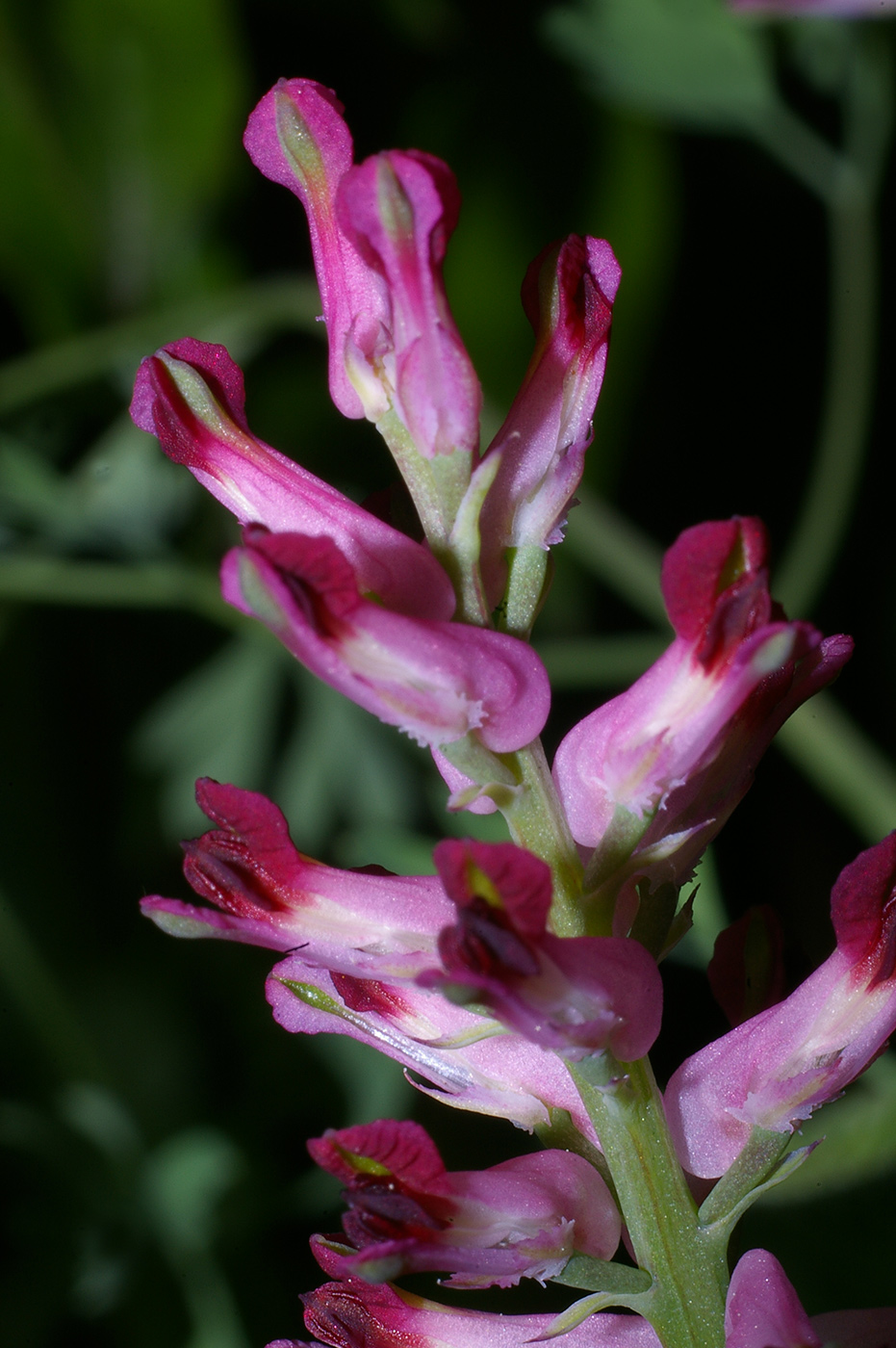 Изображение особи Fumaria officinalis.