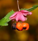 Euonymus verrucosus