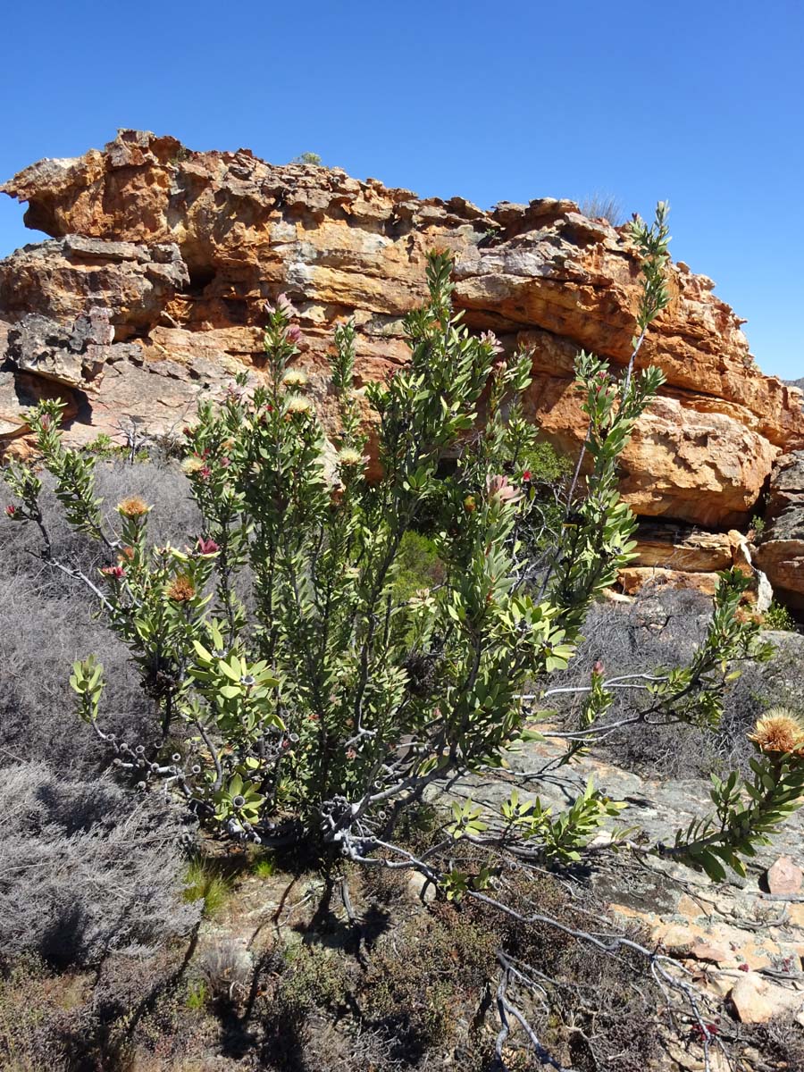 Image of Protea lanceolata specimen.