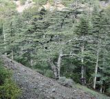 Cedrus libani subspecies brevifolia