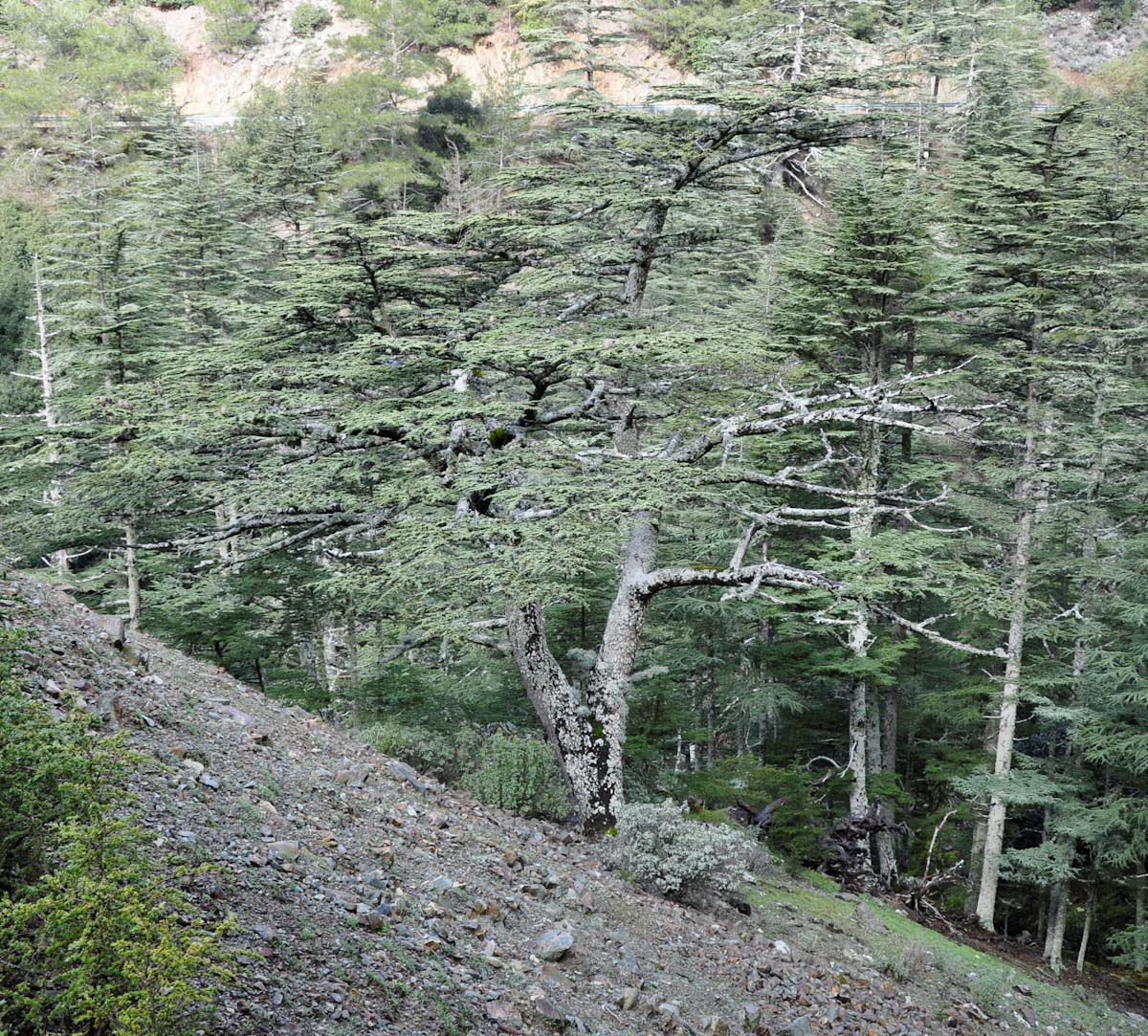 Image of Cedrus libani ssp. brevifolia specimen.