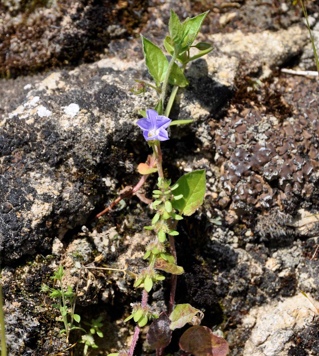 Image of Convolvulus siculus specimen.