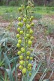 View full-size image Eremurus lachnostegius