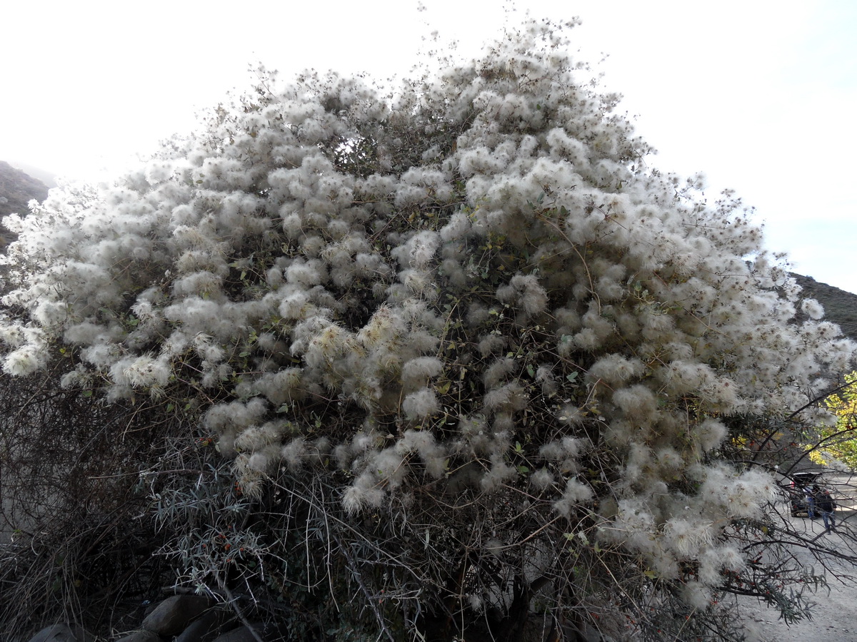 Изображение особи Clematis orientalis.