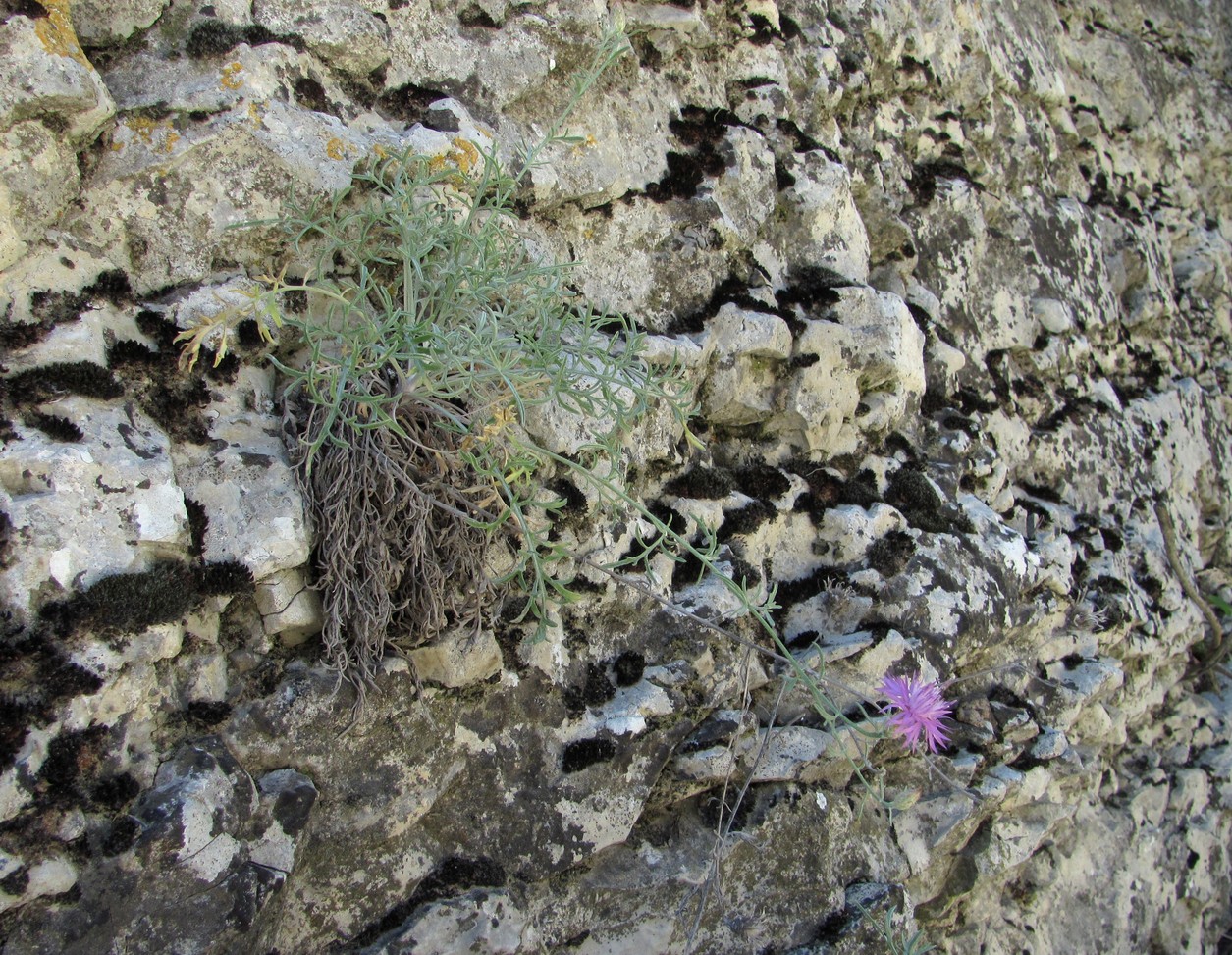 Изображение особи Centaurea caspia.