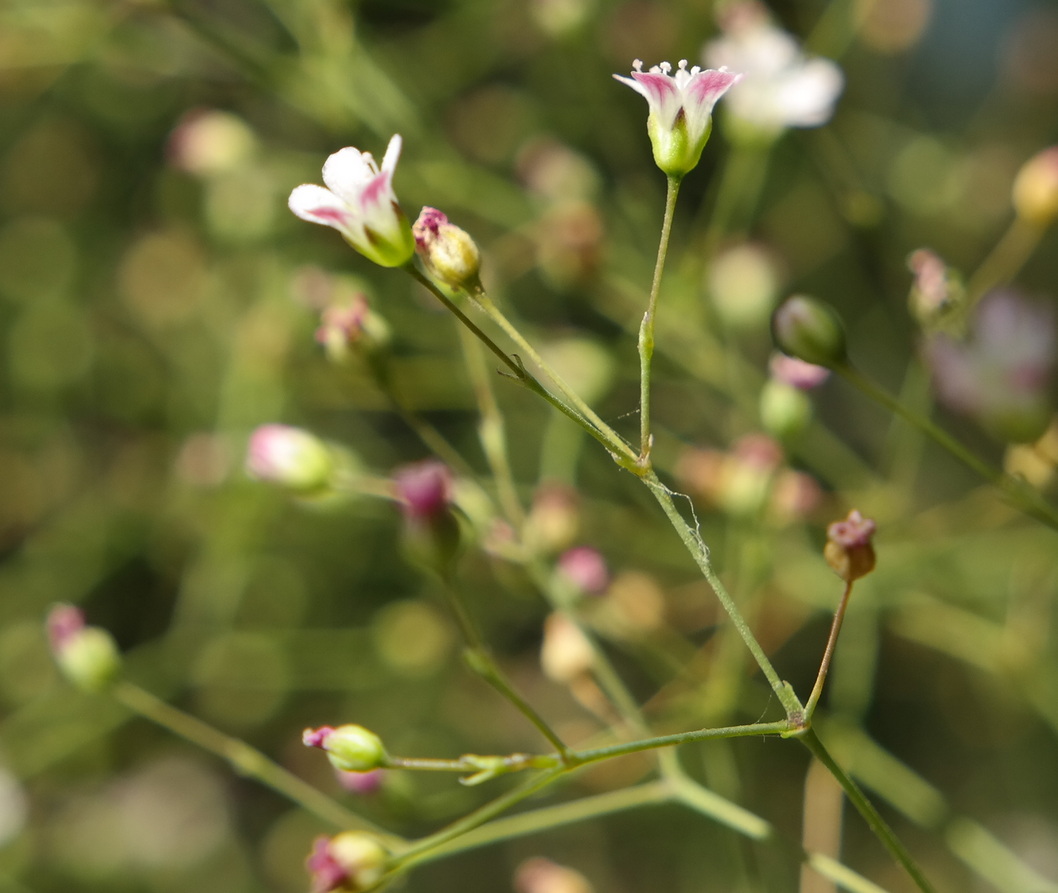 Изображение особи Gypsophila perfoliata.