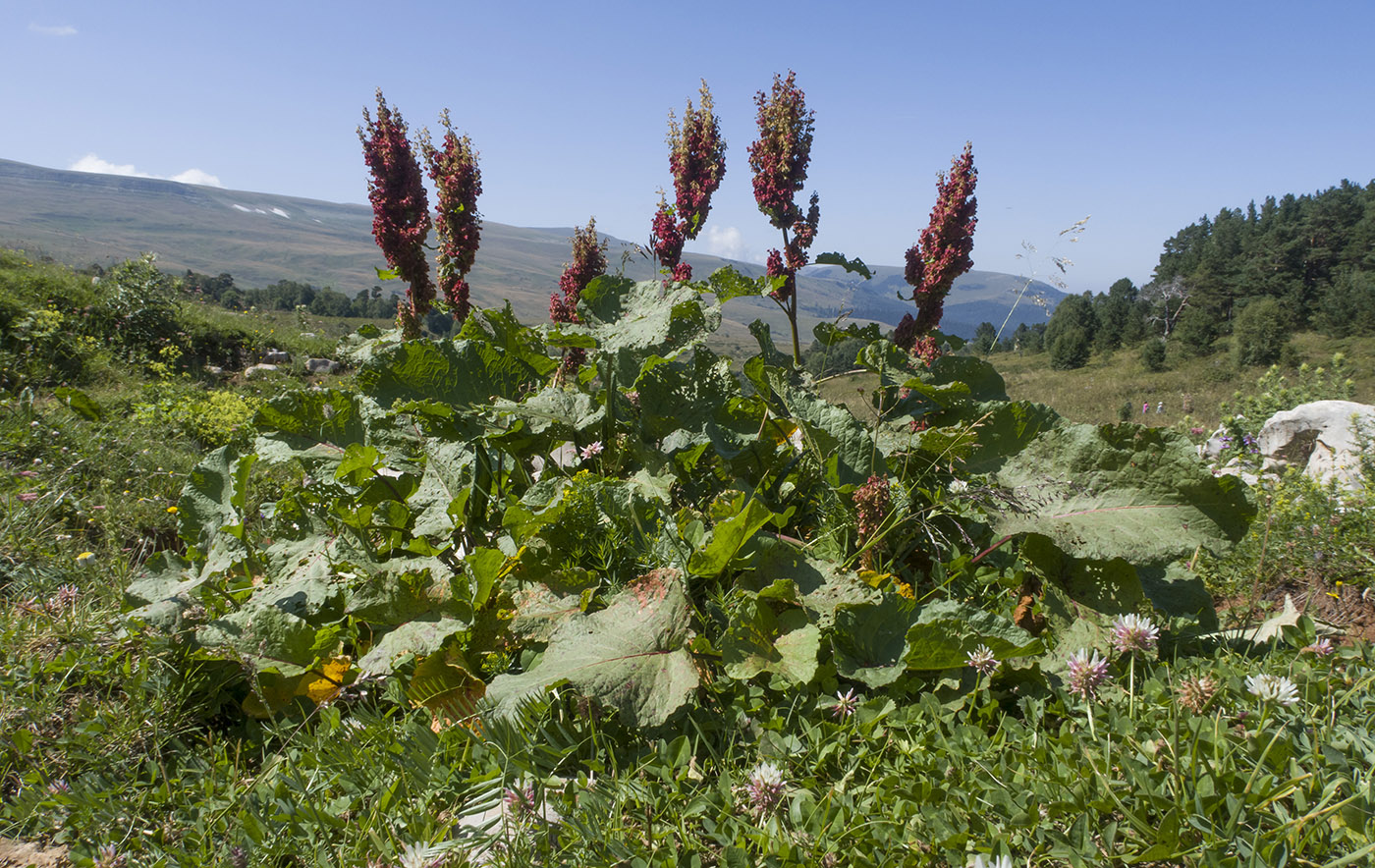 Image of Rumex alpinus specimen.