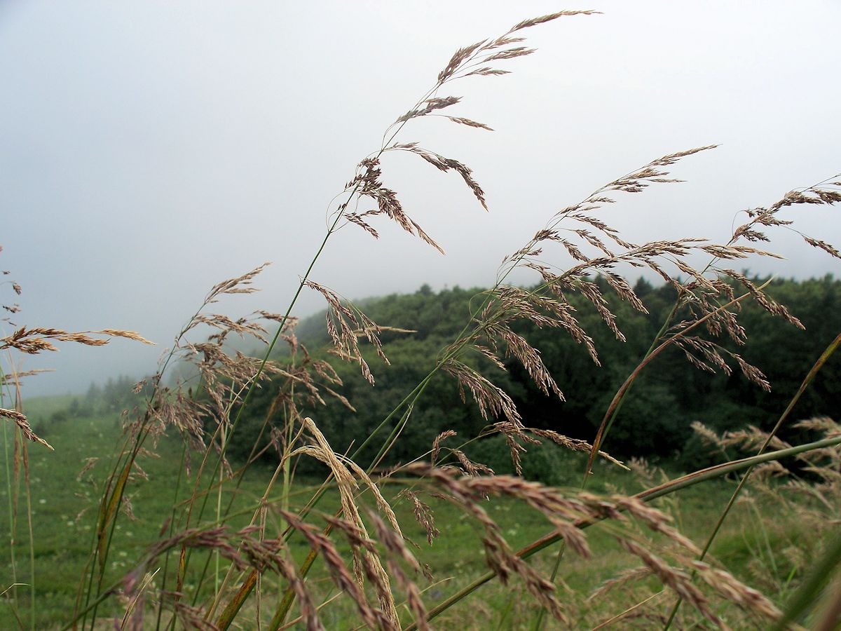 Image of Calamagrostis purpurea specimen.