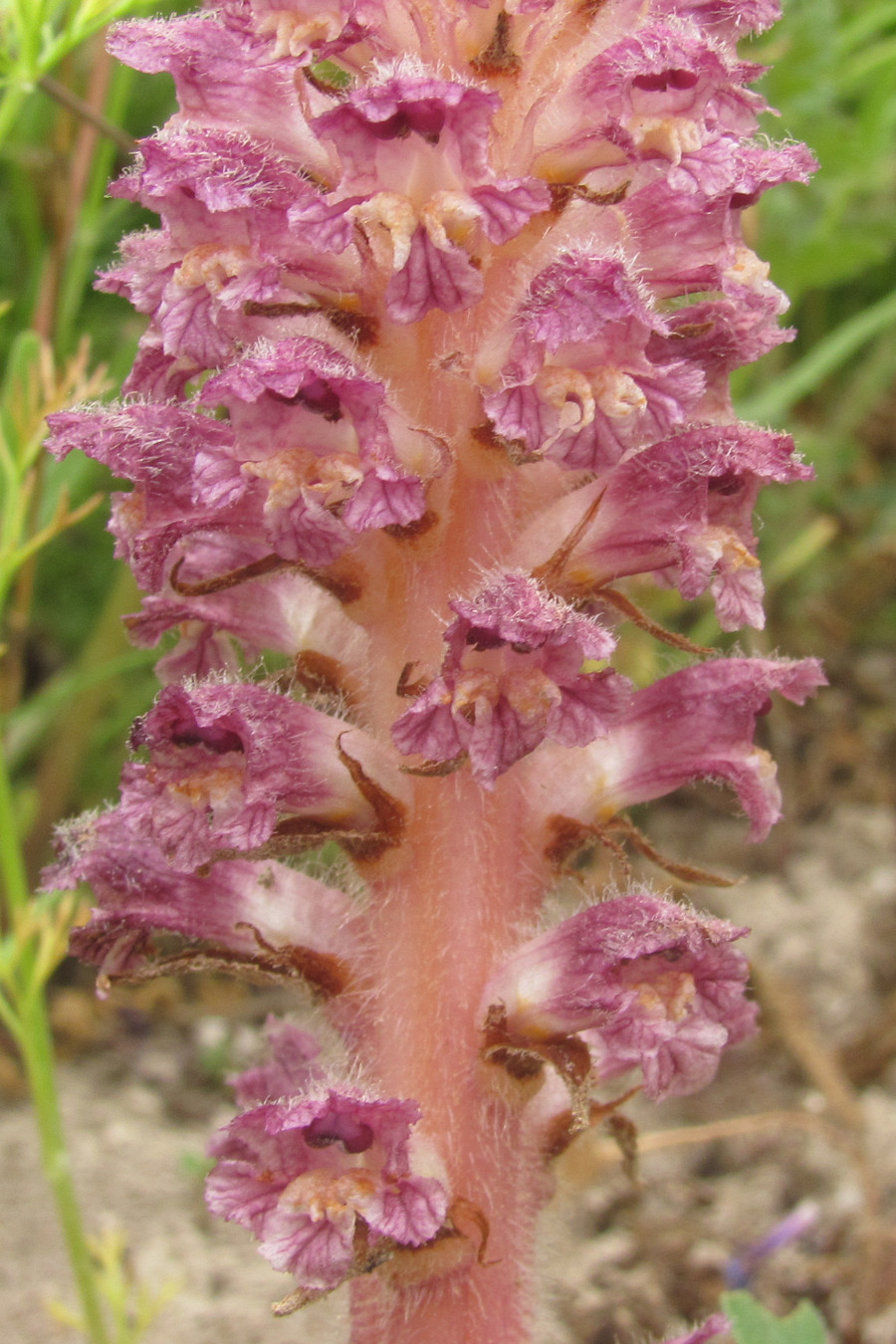 Image of Orobanche pubescens specimen.