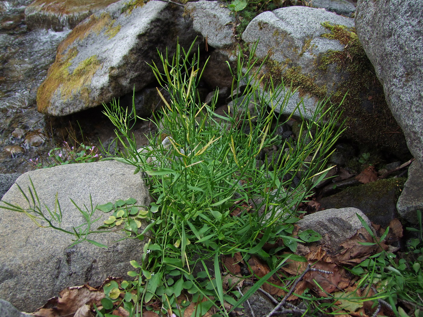 Image of Cardamine umbellata specimen.