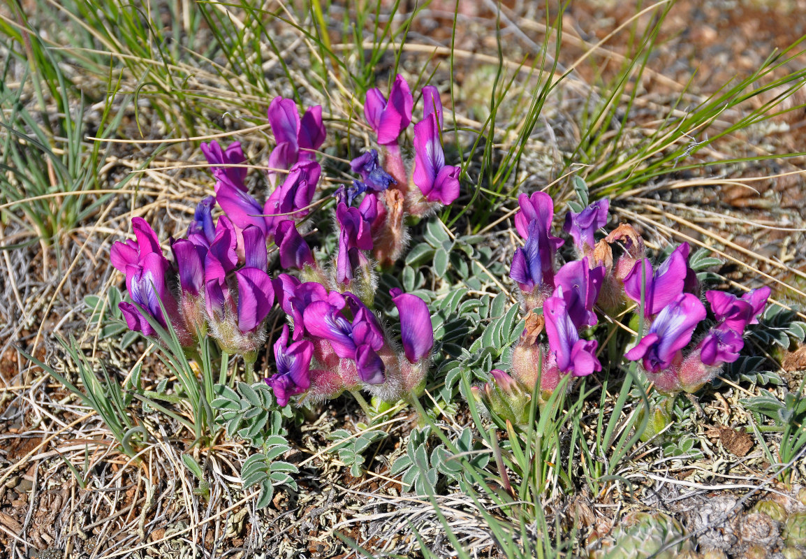 Изображение особи Oxytropis intermedia.