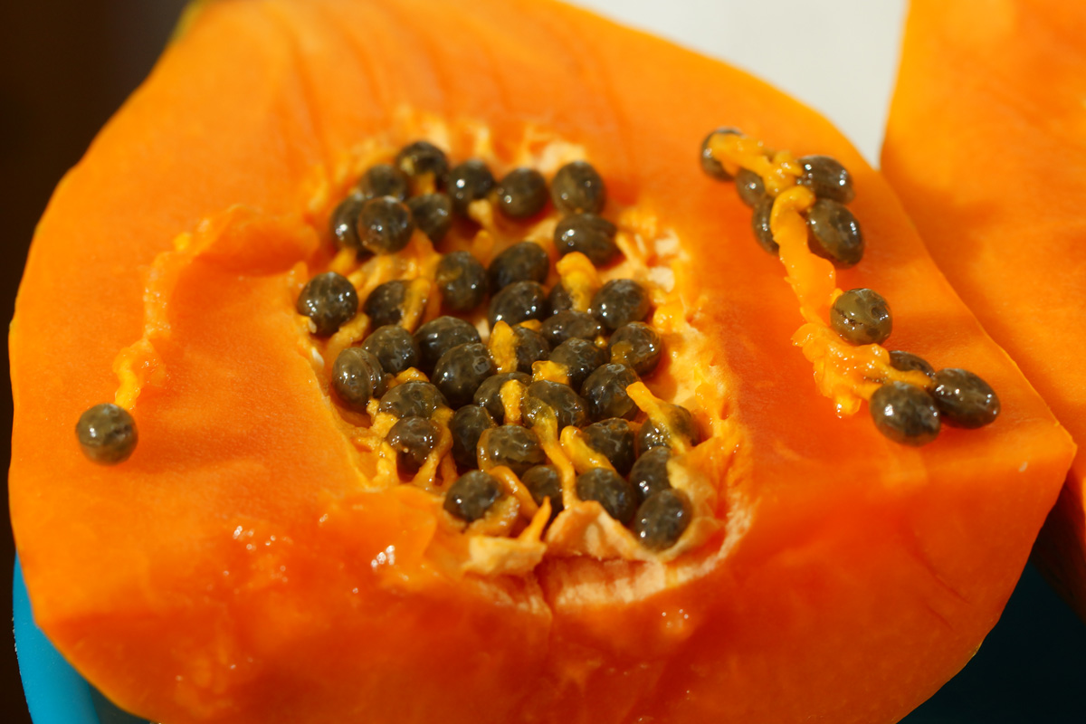 Image of Carica papaya specimen.