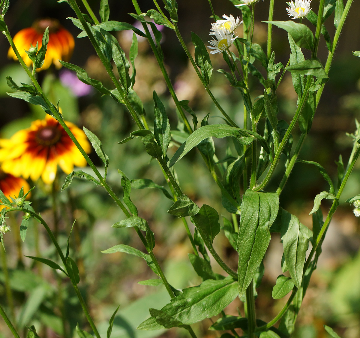 Изображение особи Erigeron annuus.