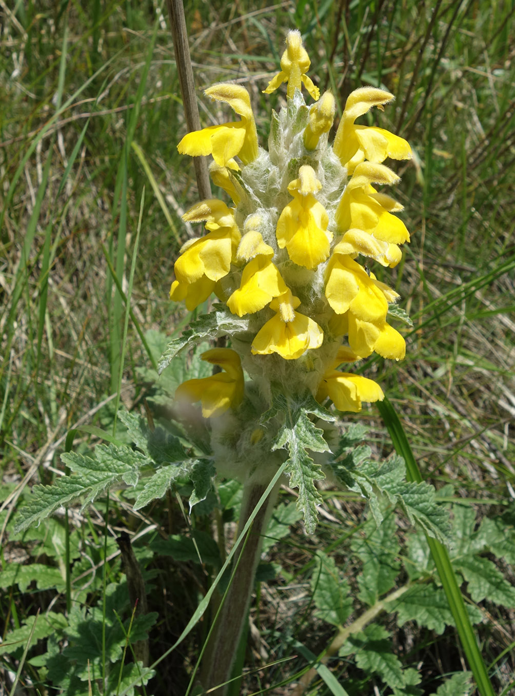 Image of Phlomoides speciosa specimen.