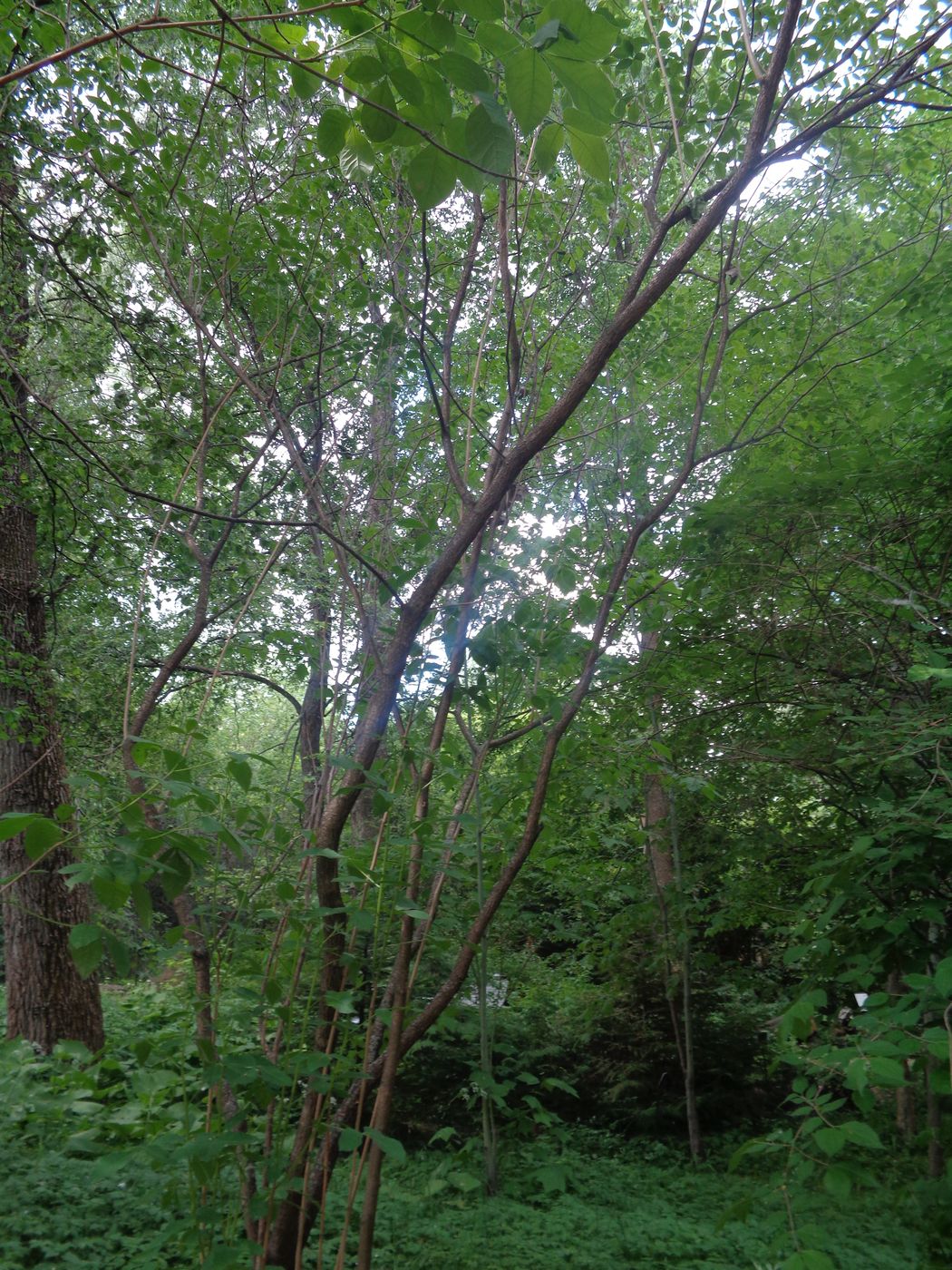 Image of Ptelea trifoliata specimen.