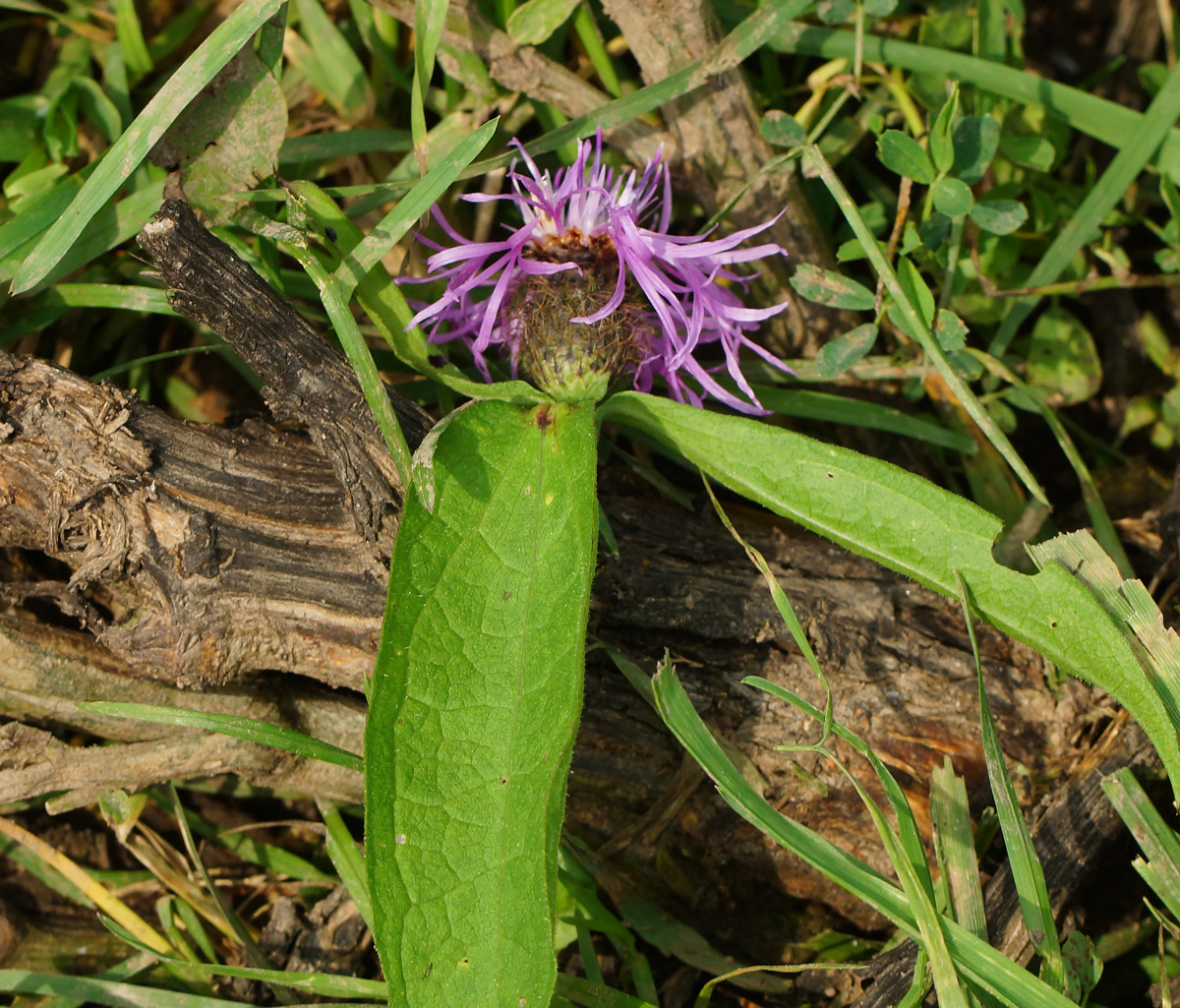 Image of Centaurea phrygia specimen.